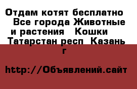 Отдам котят бесплатно  - Все города Животные и растения » Кошки   . Татарстан респ.,Казань г.